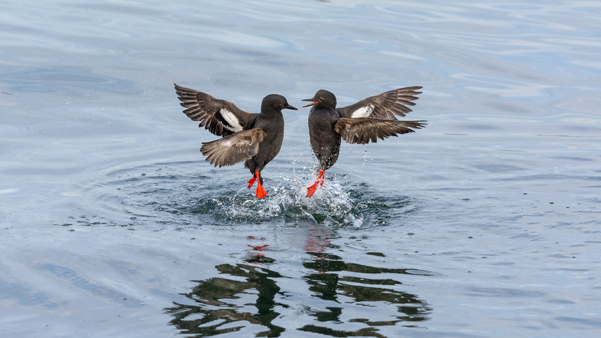 A pair of Pigeon Guillemots in breeding colours engaged in flirtatious play on the ocean waters of Burrard Inlet, Vancouver, B.C..
