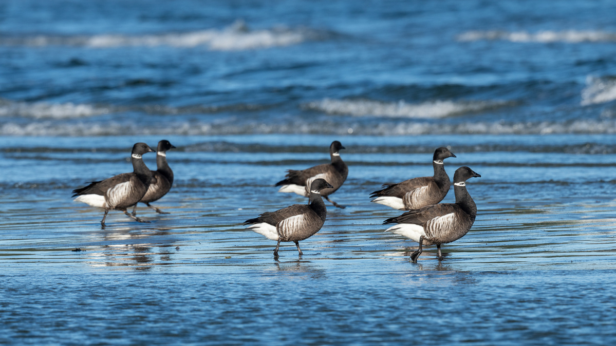 Brant Geese strolling along the shoreline of Parksville beach, Vancouver Island, B.C..