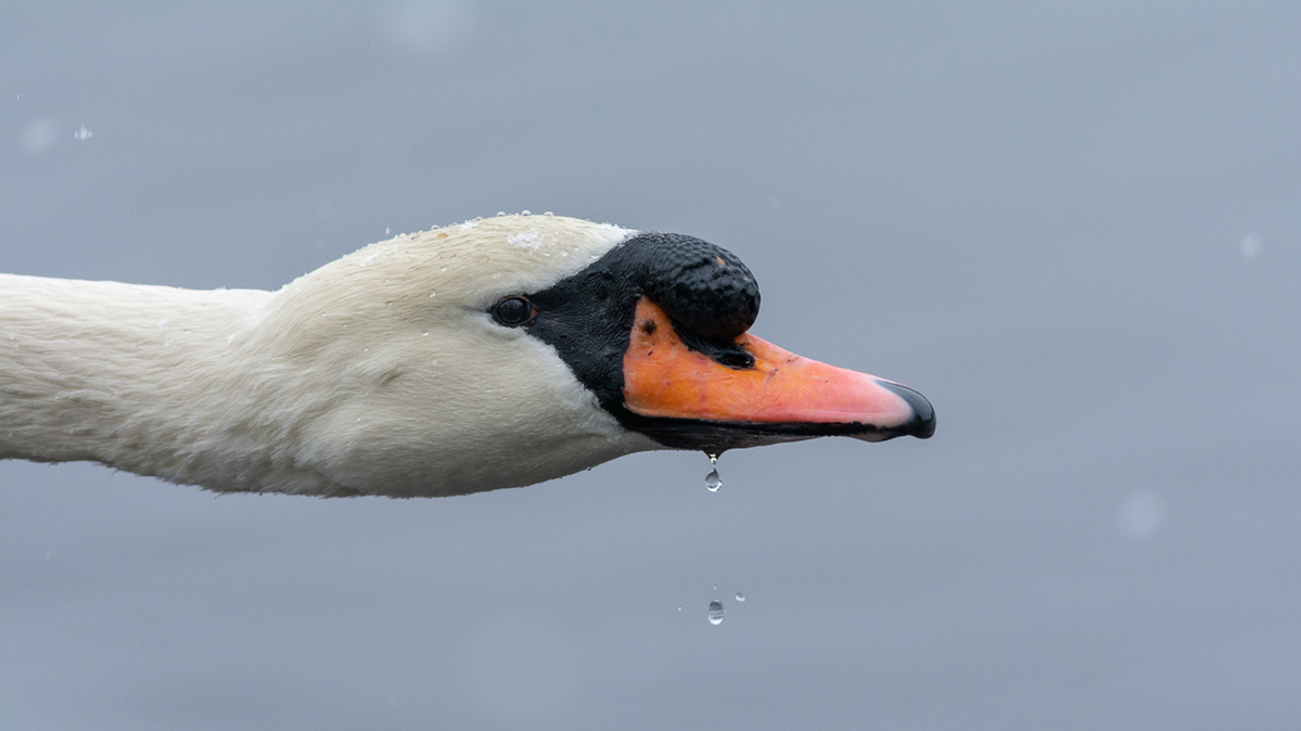 A portrait featuring the elegant beauty of a Mute Swan (Cygnus olor) on a snowy day at Lost Lagoon, Stanley Park, Vancouver, B.C..