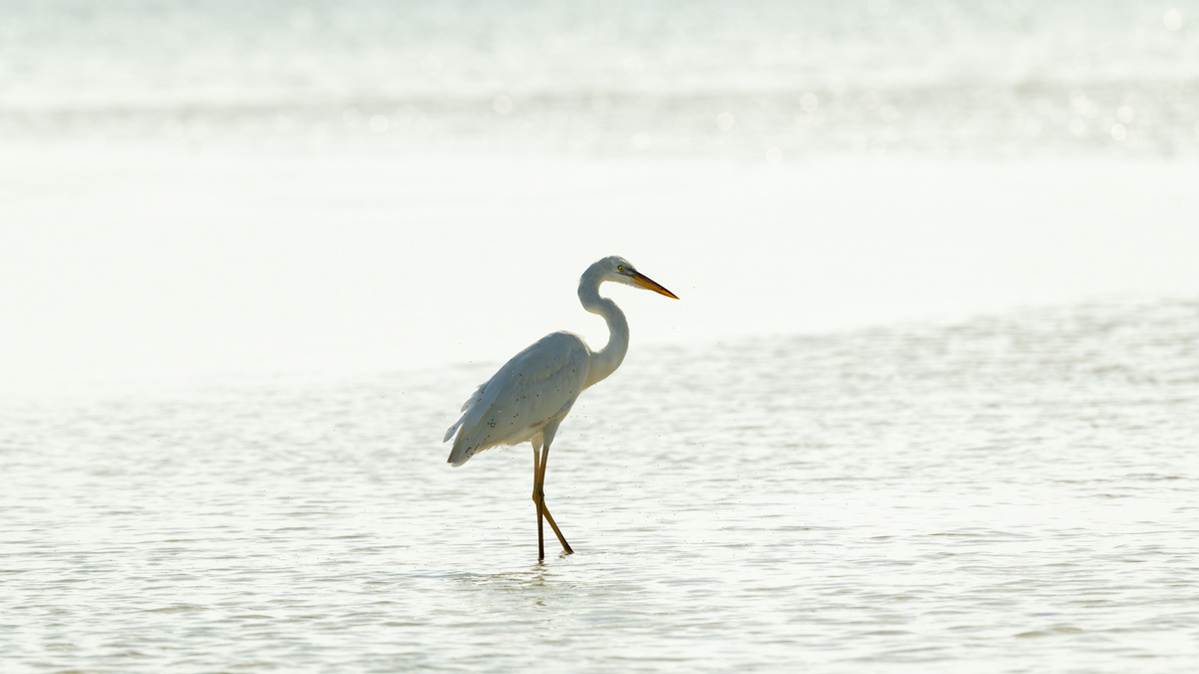 A Great White Heron (Ardea alba) inundated with flies as it wades through shallow ocean waters off the coast of Holbox, Quintana Roo, Mexico.