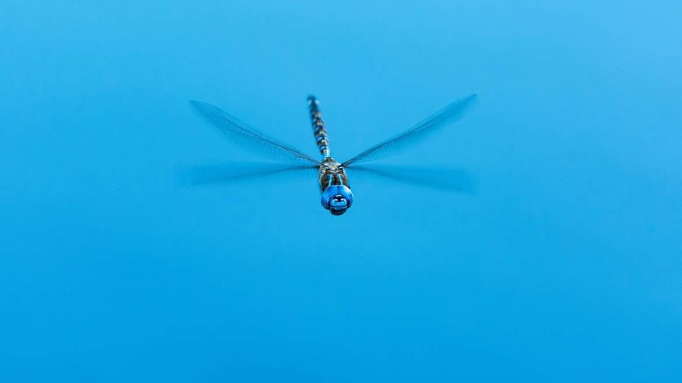 A male Blue-eyed Darner in flight over the waters of Rice Lake, Lynn Valley, North Vancouver, B.C..