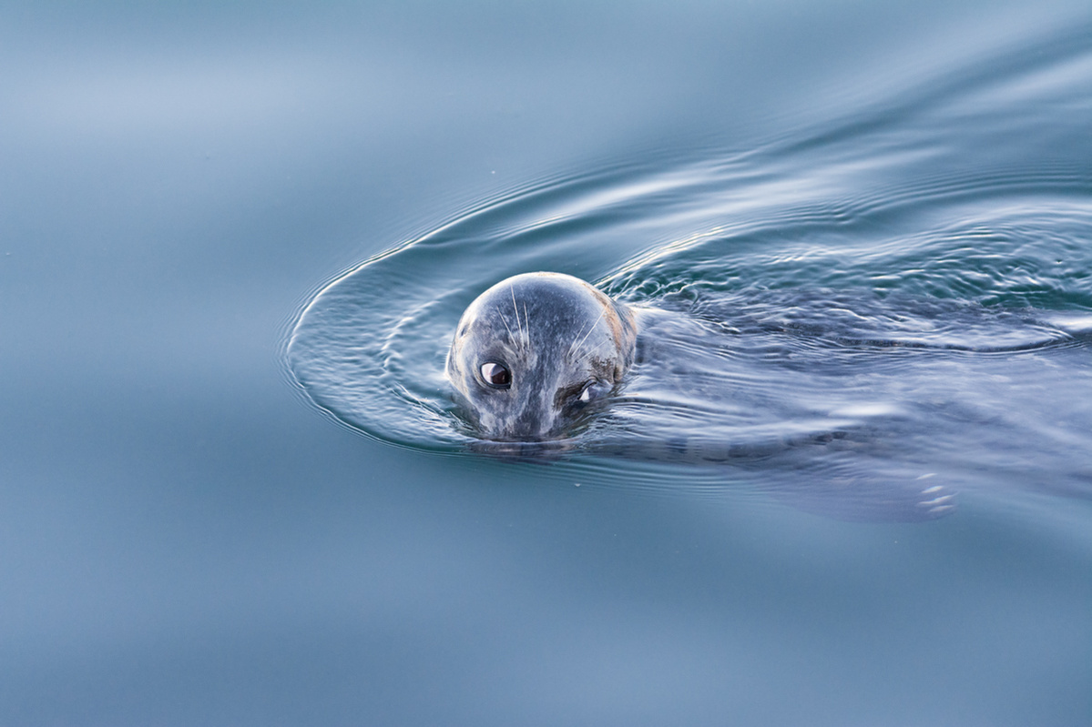 A young Harbour Seal peeking out at the world beyond from the ocean waters of Burrard Inlet, Vancouver, B.C..