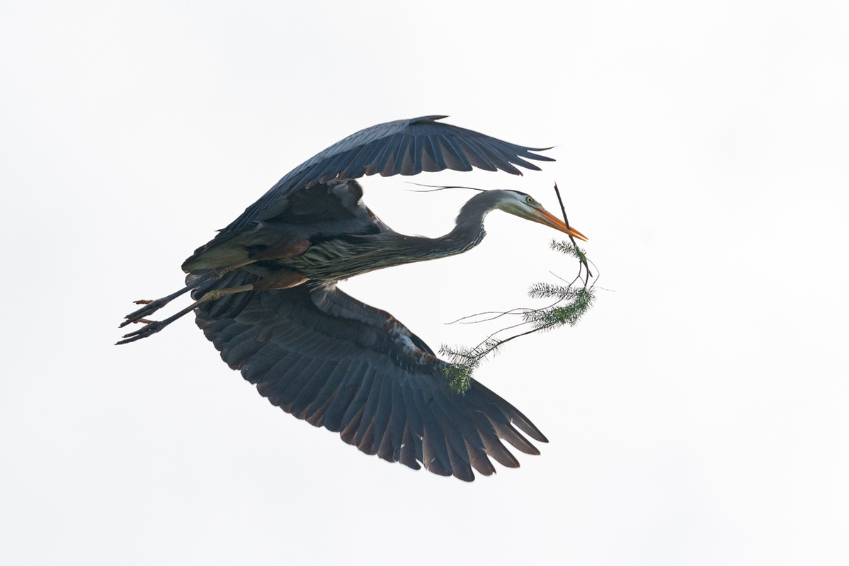 A Great Blue Heron in flight while carrying a branch to contribute to a nest being built.