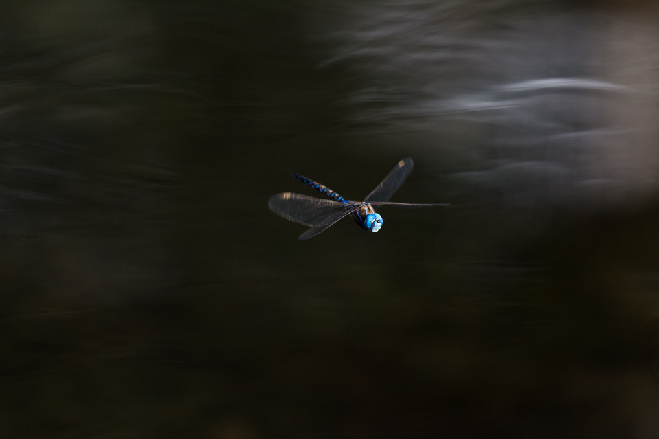 A male Blue-eyed Darner in flight over the waters of Long Lake in Nanaimo, Vancouver Island, B.C..