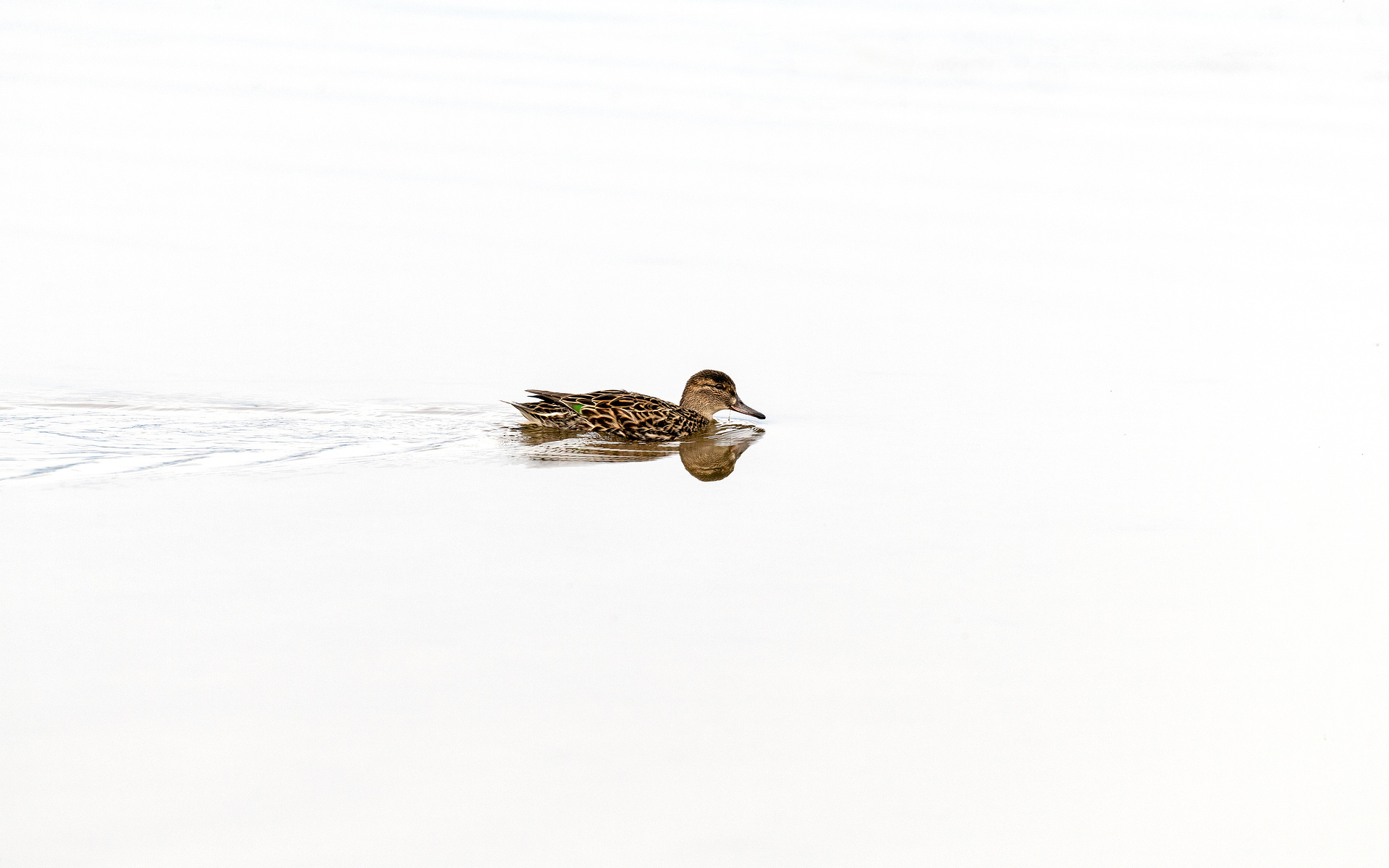 High key image of a solitary female Green-winged Teal (anas) gliding across a still body of water, leaving gentle ripples in its wake. The serene, minimalist setting emphasizes the calmness and tranquility of the scene.