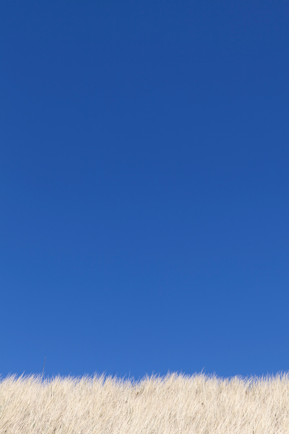 Portrait, bold, minimal photographic image. Deep blue sky with Marram grass.
