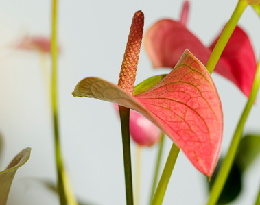 fotografía de floristerías Barcelona, fotógrafa floral Barcelona, fotografía floral profesional, fotografía para floristerías, branding visual floristerías, fotografía de flores Barcelona, fotógrafa de interiores Barcelona, contenido para Instagram floris