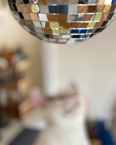 A disco ball hangs from the top of the scene as a blurry form of a white cat looks up at the mirrored squares.