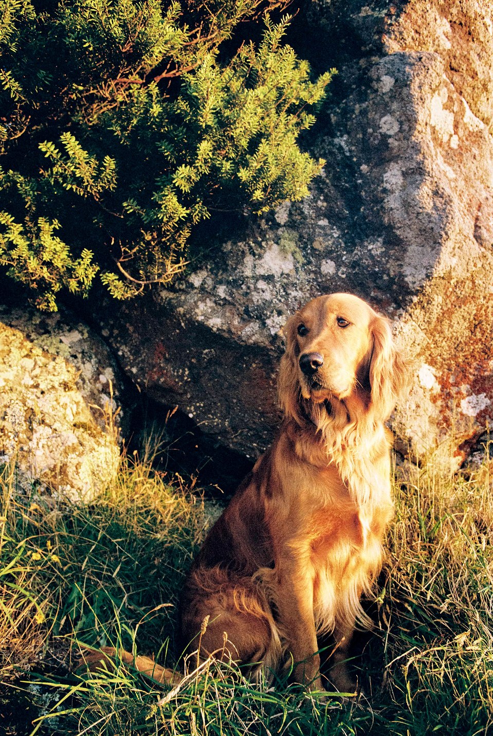 A portrait of Mabel in front of a large rock, taken on 35mm film with the Canon AE-1 Program. The natural tones and soft film rendering enhance the scene’s textures.