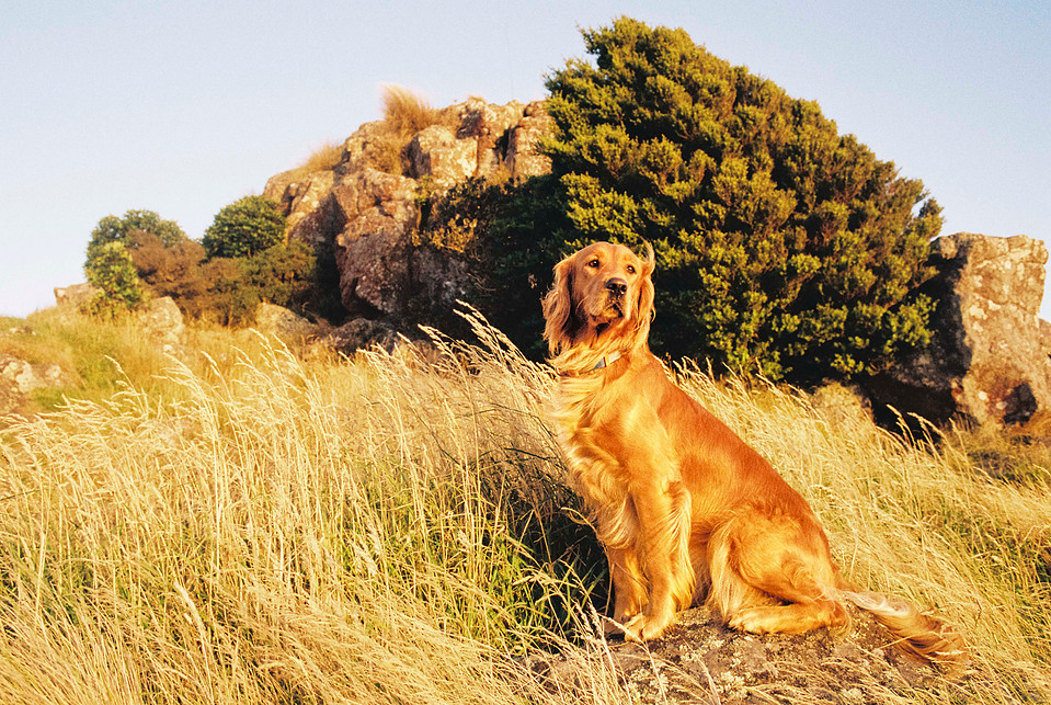 A full-body shot of Mabel standing on rocky terrain with lush greenery behind her. The Canon AE-1 Program captures fine detail and depth in this 35mm film image.