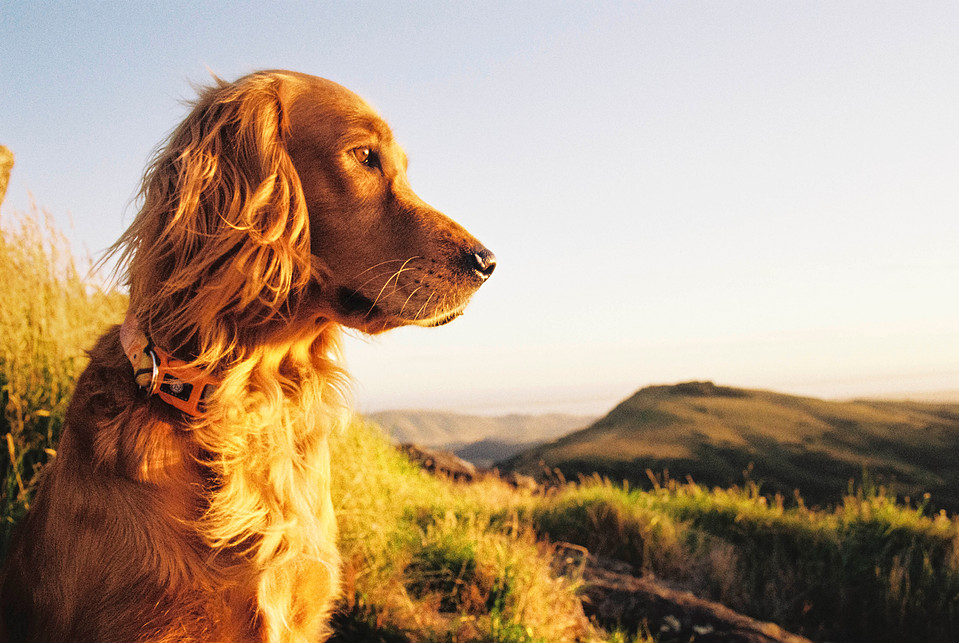 A side-on close-up portrait of Mabel, bathed in rich golden tones, overlooking a vast landscape. Captured on 35mm film with the Canon AE-1 Program and Tokina 28mm f/2.8 FD lens.
