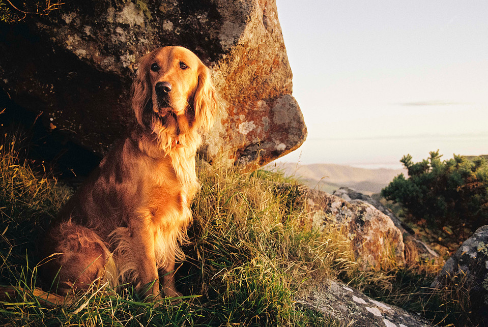 A 35mm film portrait of Mabel standing in front of a rock, bathed in the golden glow of sunset. Captured on the Canon AE-1 Program, highlighting warm tones and natural textures.