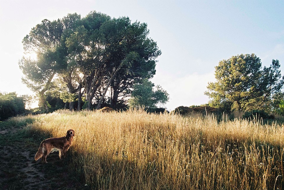 Mabel standing beside a large patch of golden grass, illuminated by natural light. Captured on the Canon AE-1 Program, highlighting the warm colours and soft depth of field.