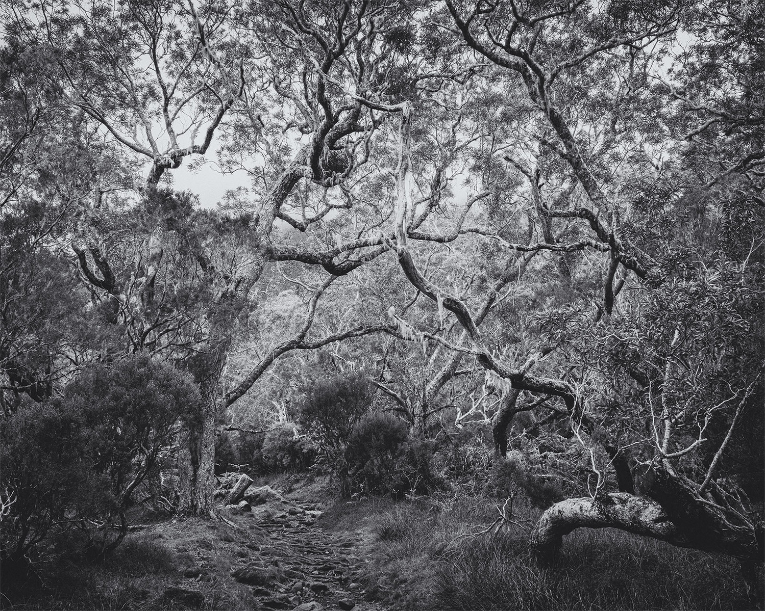Forêt de tamarins, cirque de mafate, La Réunion. Tirage grand format, numéroté par l'auteur.