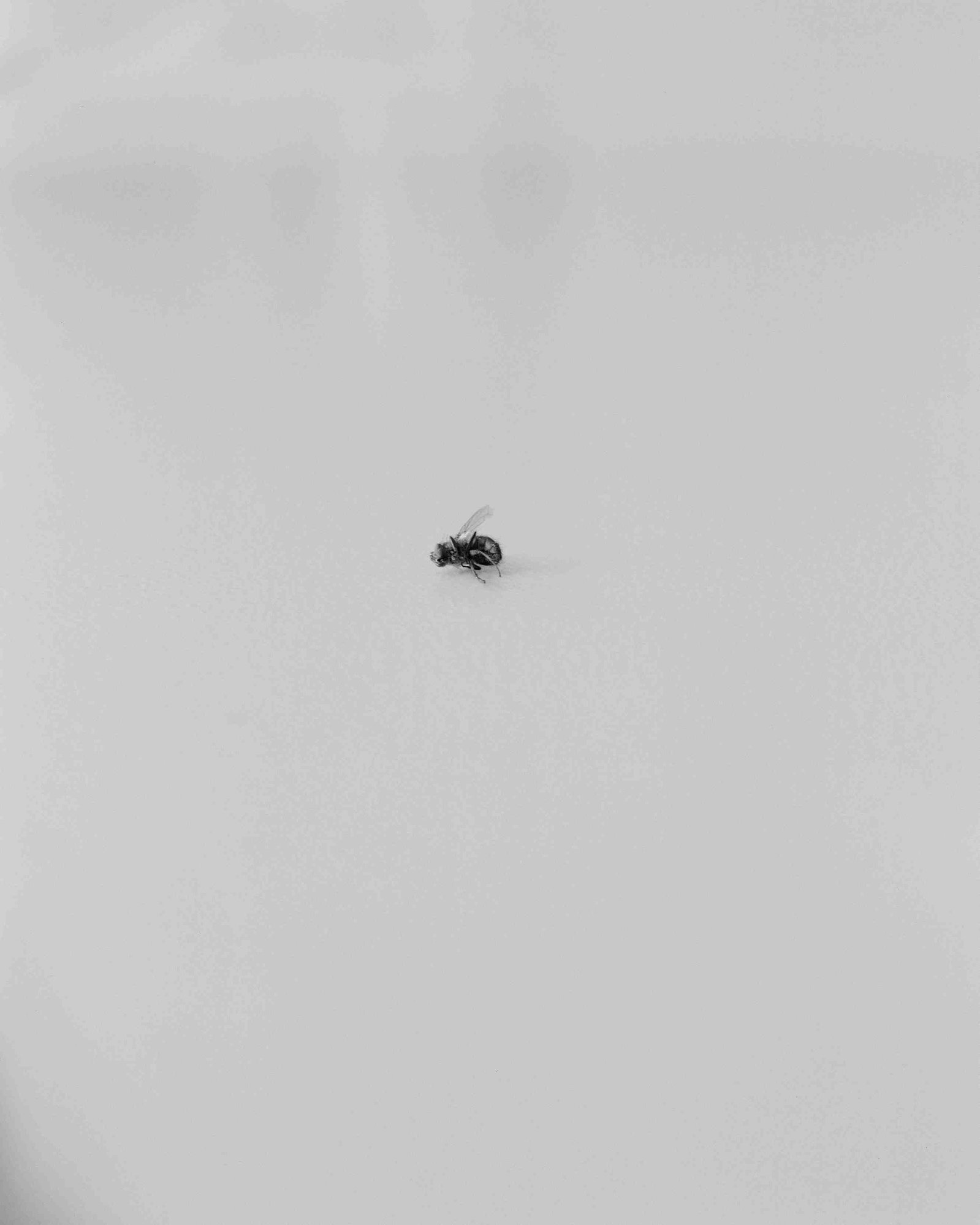 “I hope I don’t get burnt out,” Grace, pictured in the previous photo, said of the field of journalism. “I really hope I don’t leave before I get to see a change.” Here, a dead fly sits on top of a cabinet in the Columbia Missourian newsroom. The newsroom
