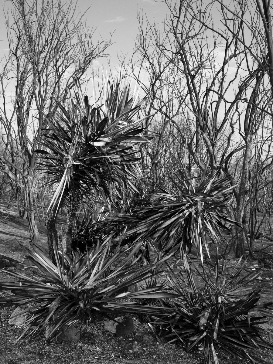 Fault Line