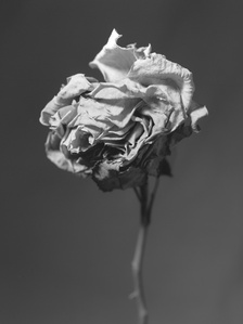 Solitude III - Last Look - Black and white medium format film photography - Dried rose with white pedals