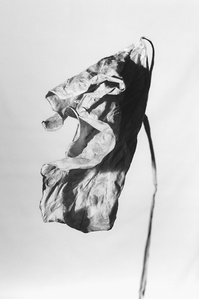 Solitude II - Last Look - Black and white medium format film photography - Dried leaf hanging from it's stem expressing melancholy