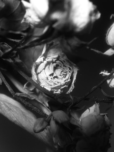 Solitude 0 - Last Look - Black and white medium format film photography - One dry rose head in between rose branches feeling despair