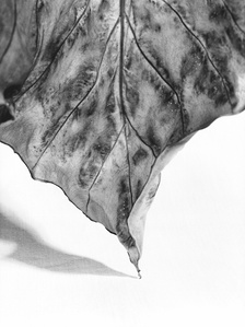 Solitude IV - Last Look - Black and white medium format film photography - Dries leaf standing on it's peak
