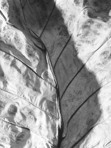 Solitude VI - Last Look - Black and white medium format film photography - Dried monstera leaf close up looking like a human spine