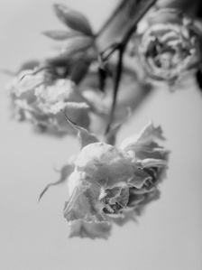 Solitude X - Last Look - Black and white medium format film photography - Three dried small rose flowers upside down hanging out of the vase