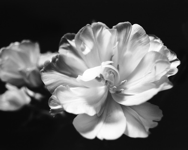 Solitude XI - Last Look - Black and white medium format film photography - Pfingstrose