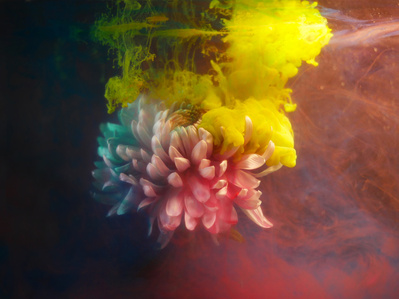 Wild Bloom by Suzanne Bainton Photography. Tunbridge wells, Kent. Flower in ink