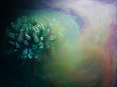 Submerge is an image by Suzanne Bainton.
Submerge flowers in water with ink.