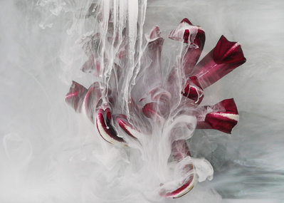 chicory in white ink-suzanne bainton 