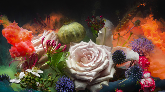 Photograph of a vintage rose with colourful inks to represent silk in still life paintings.
Prints are giclée printed on Archival Art Paper, Limited editions. 