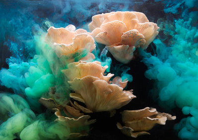 Mushrooms in water and ink