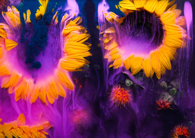 Sunflowers and paint in water
