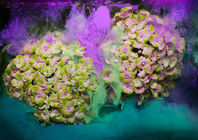 Big blooms
