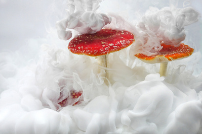 fly-agaric-mushrooms in ink-suzanne-bainton