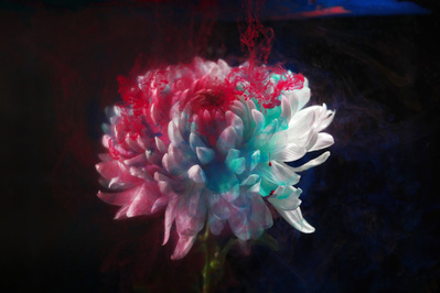 single flower with ink-suzanne-bainton