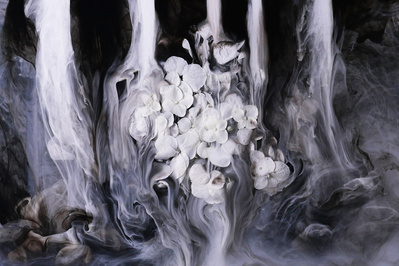 flowers in black and white ink-suzanne-bainton 