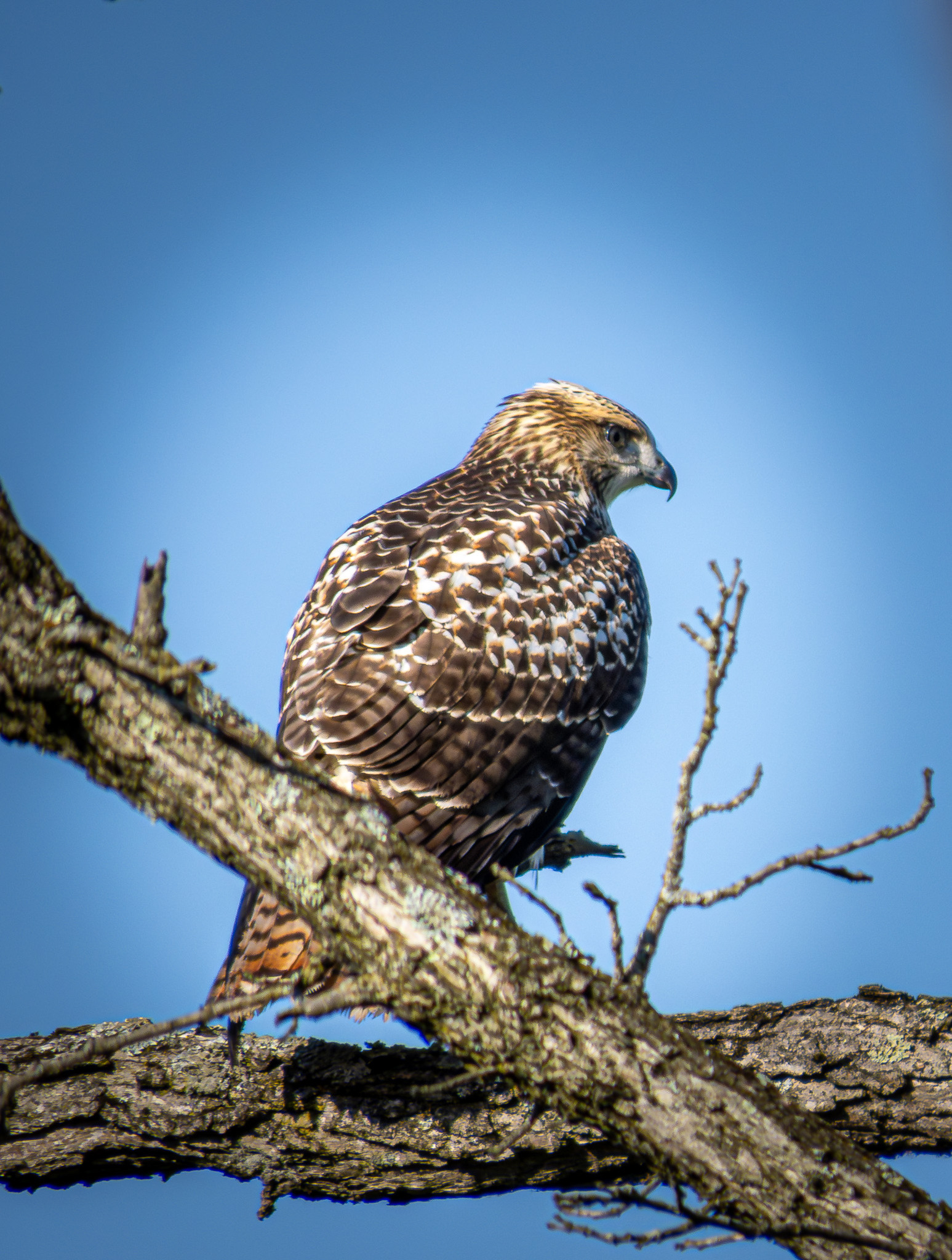 Red-tailed Hawk sitting on a branch in bright daylight