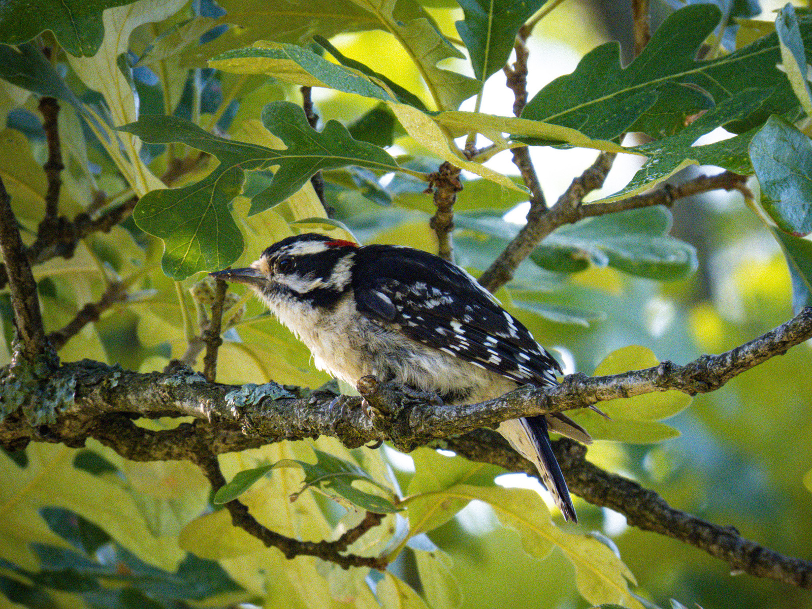 Downy Woodpecker sitting on a branch in green canopy