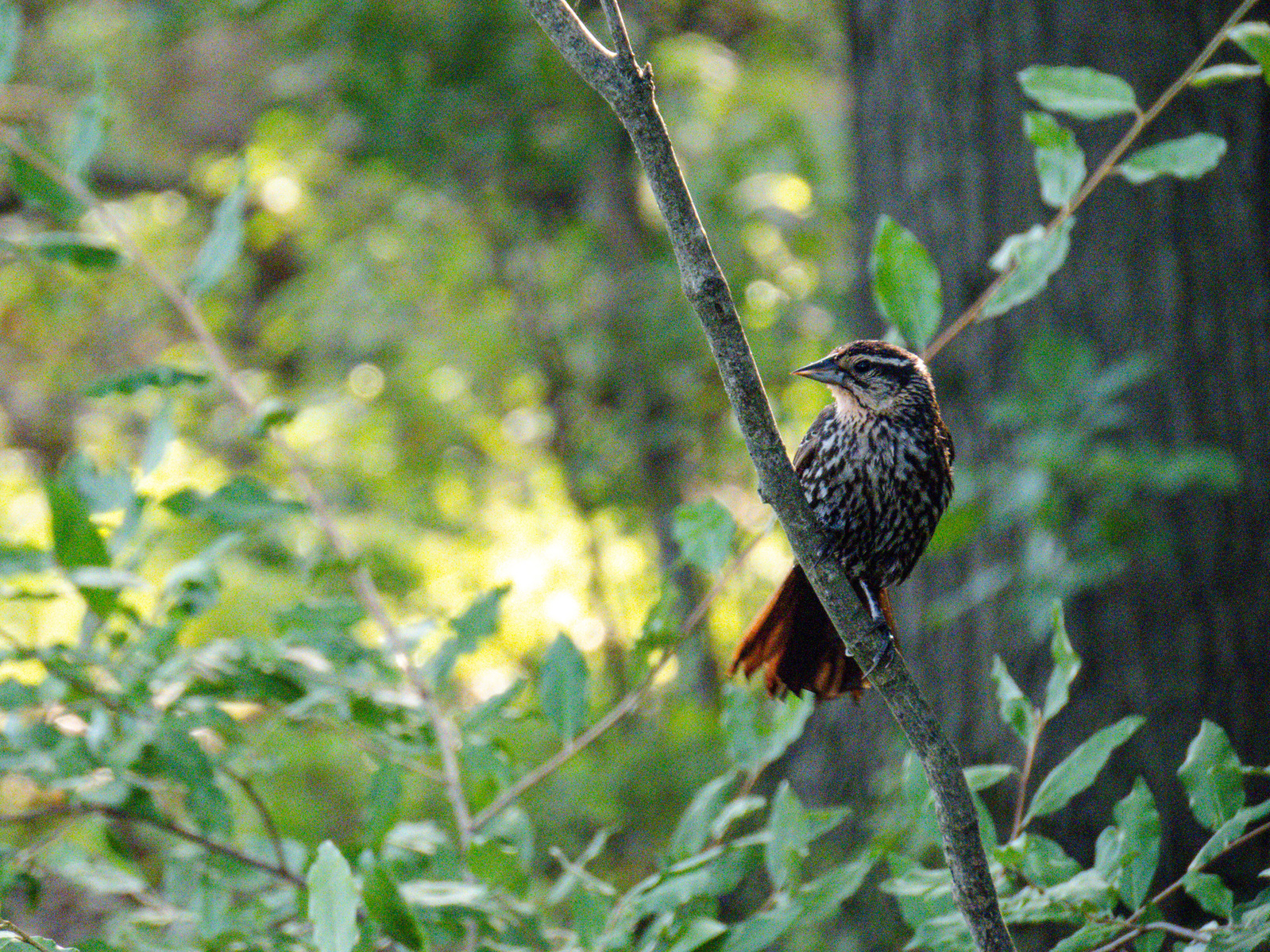 Red-winged Blackbird resting on branch in a dense forest