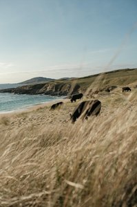 Scotland, Isle of Harris, 