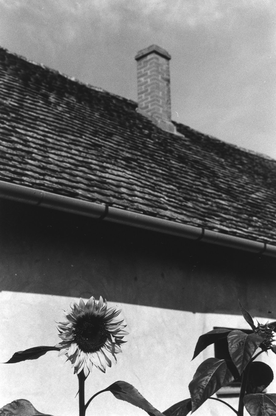 Black and white photograph of a chimney and a sunflower 