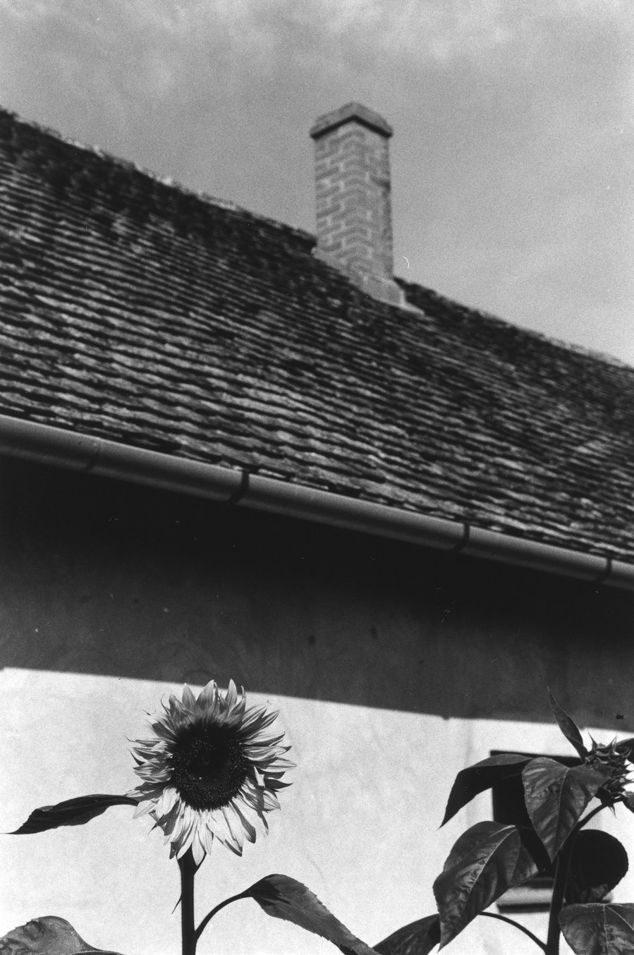 Black and white photograph of a chimney and a sunflower 