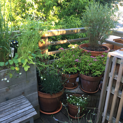 Green plants in clay pots in the corner of a balcony.