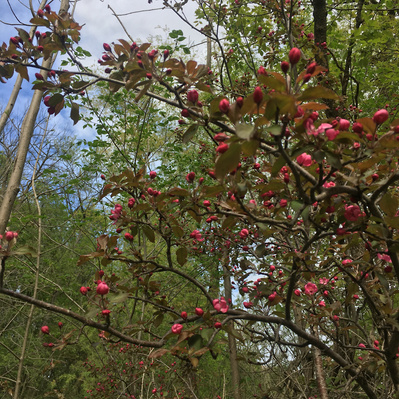 A closeup on a tree with pink blossoms against a blue sky. 