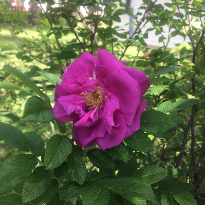 A wild rose in a green bush.