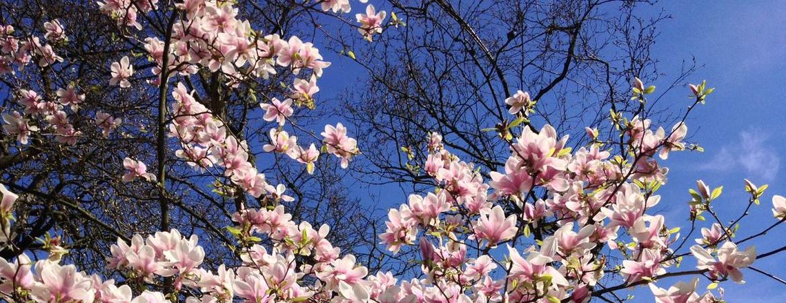 A zoomed in image of a magnolia tree in full bloom against a bright blue sky.