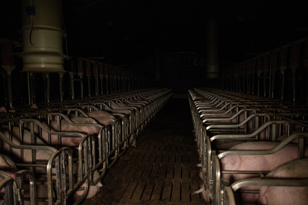 A shed for artificial insemination and gestation of sows in a swine intensive farm that is part of an Italian "Prosciutto di Parma" certified circuit. Inside a swine industrial plant like this, the sows are never going to see the light of the day.