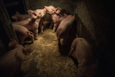 A group of piglets in the lactation platform, illuminated by infrared lamps used for fast growth.
