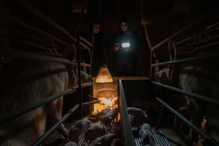 Activists of the animal-rights group "Essere Animali" during a night mission inside a plant of Italian swine farming for the production of "Prosciutto di Parma". In this photo the activists document the living conditions of the sows with their piglets.